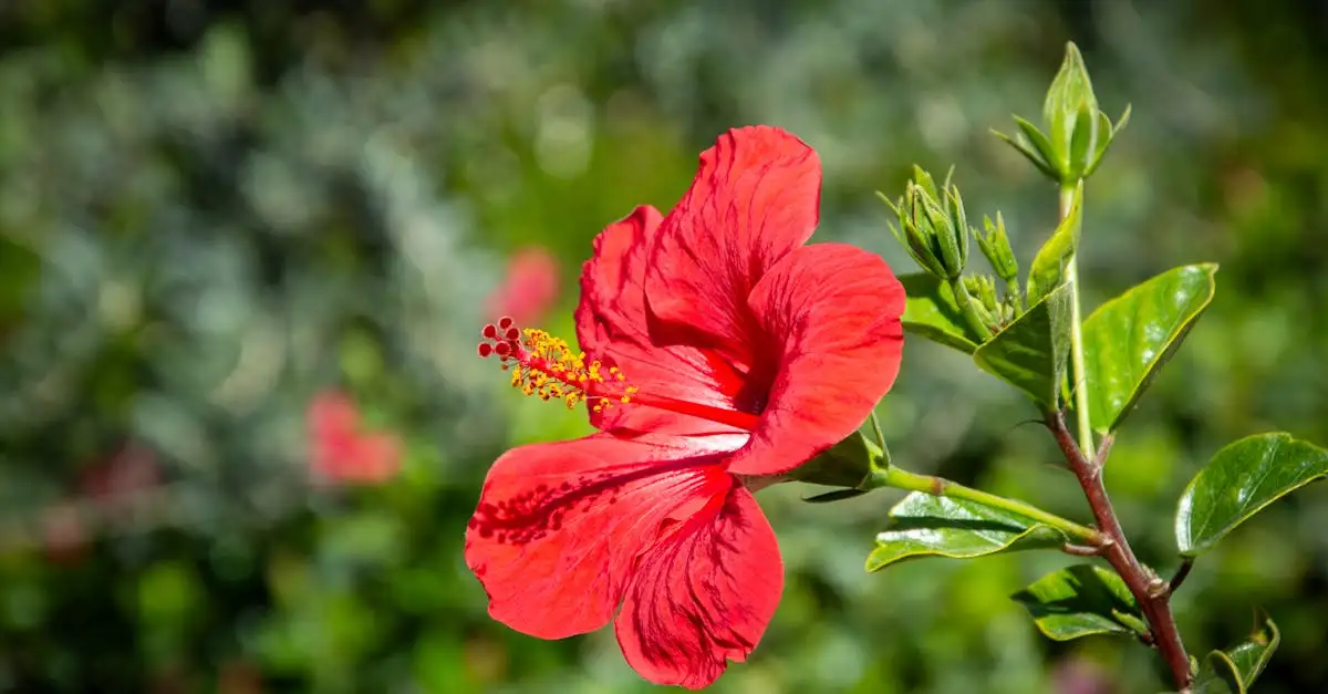 Où trouve-t-on le meilleur hibiscus et ses bienfaits ?