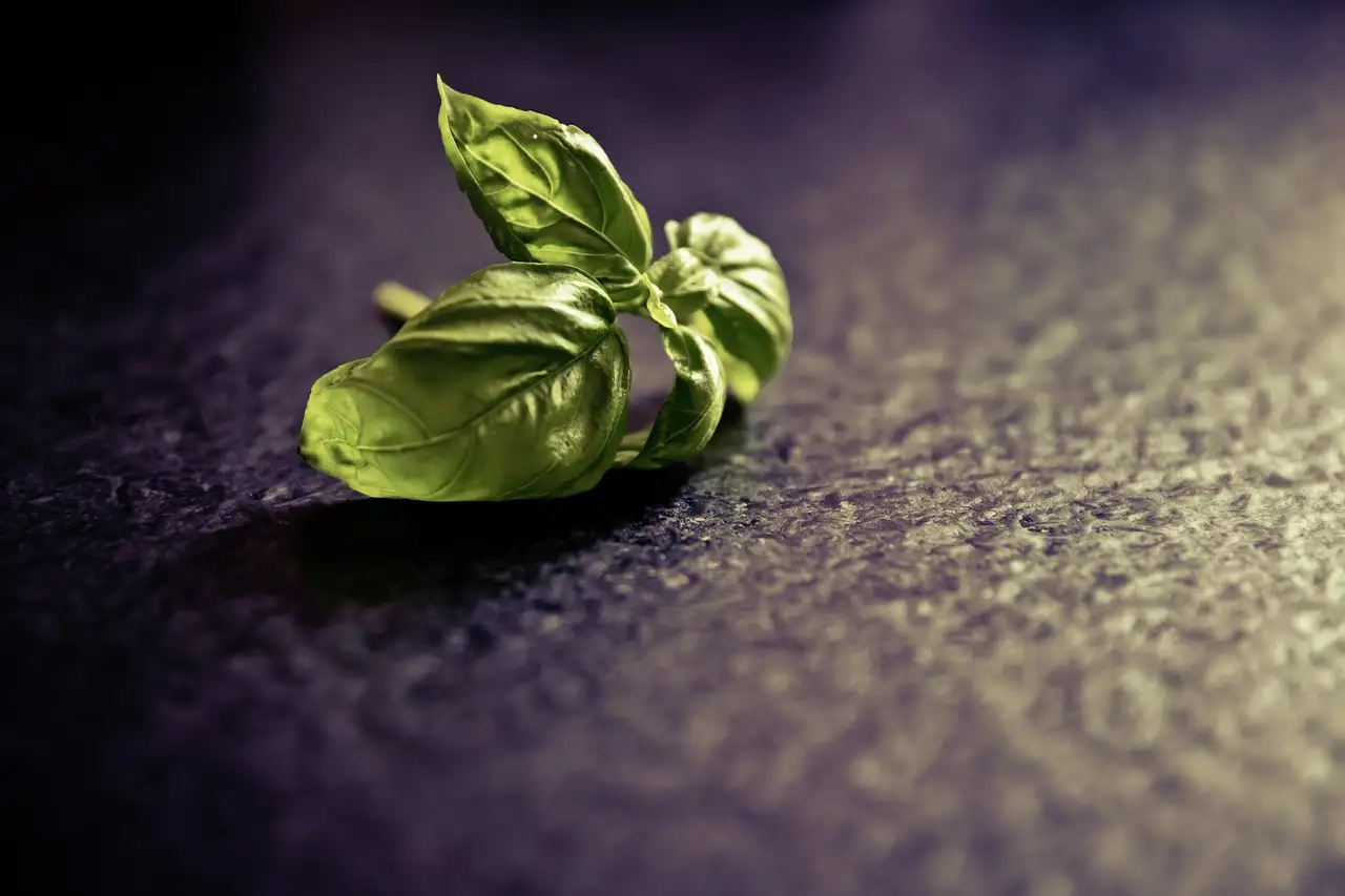 Où trouver du basilic de qualité ? Avantages et utilisations !