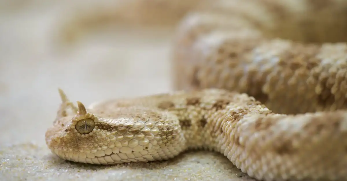 Pourquoi certains serpents sont-ils venimeux et d'autres non ?