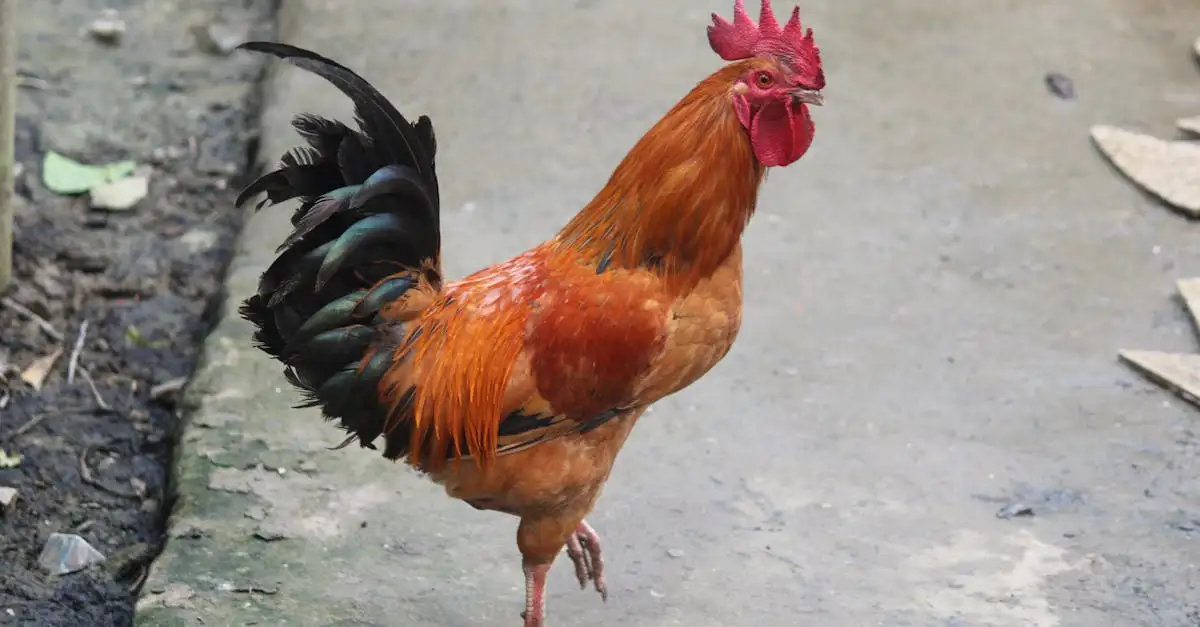 Pourquoi la poule a-t-elle traversé la route ? Réponse ici !