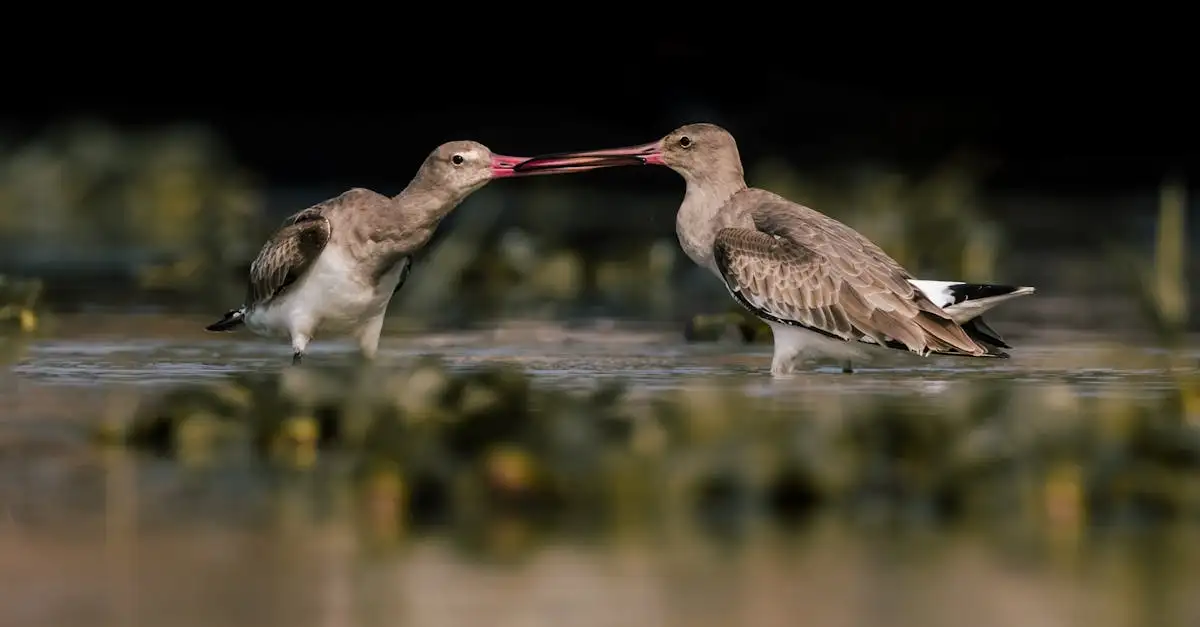 Pourquoi les routes migratoires sont-elles essentielles aux oiseaux ?