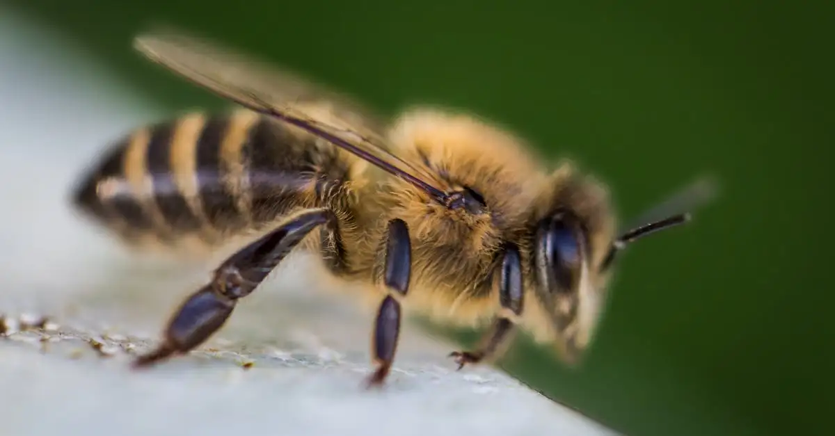 Propolis : Quels sont ses avantages et ses utilisations ?