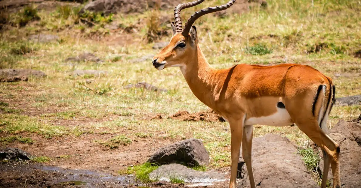 Quel est le plus grand parc national d'Afrique ?