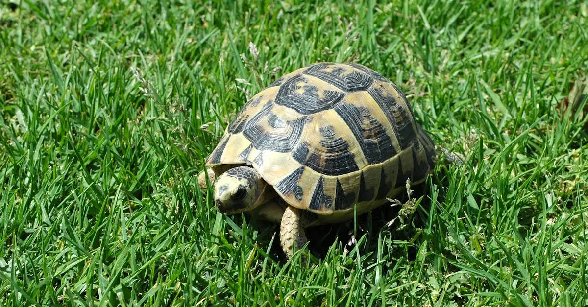 Quel est le rôle de Kurma, la tortue de Vishnu ?