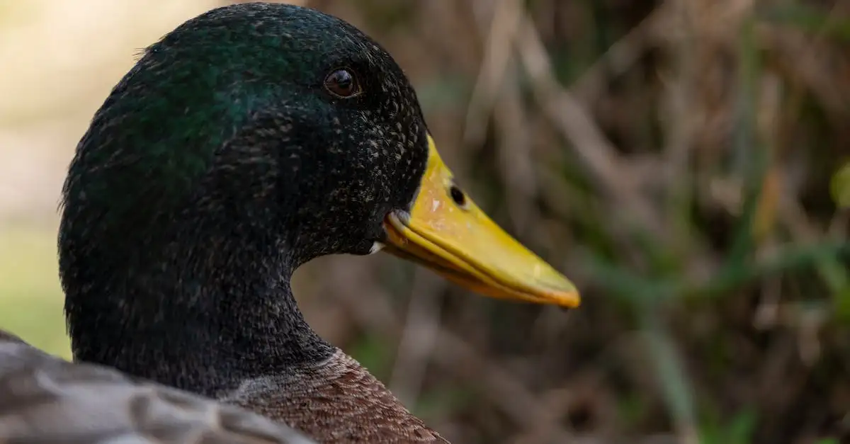 Quel est l'oiseau le plus doux et amusant comme compagnon ?