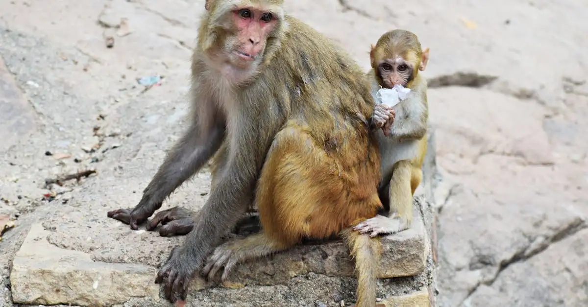 Quel singe est le plus proche de l'homme ? Découvrez-le !