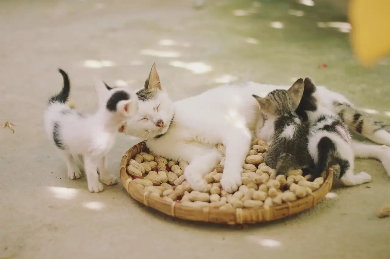 Quelles races de chats hypoallergéniques choisir ?