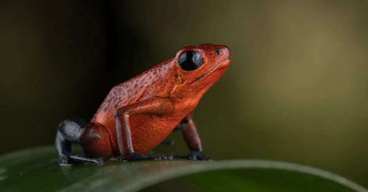 Quels trésors cachés dans les forêts tropicales du Costa Rica ?