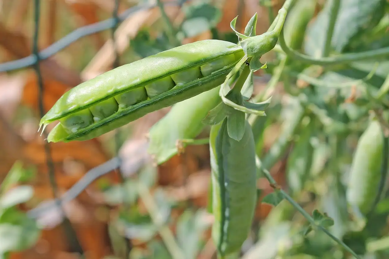 Où trouver le pois bon et quels sont ses avantages ?