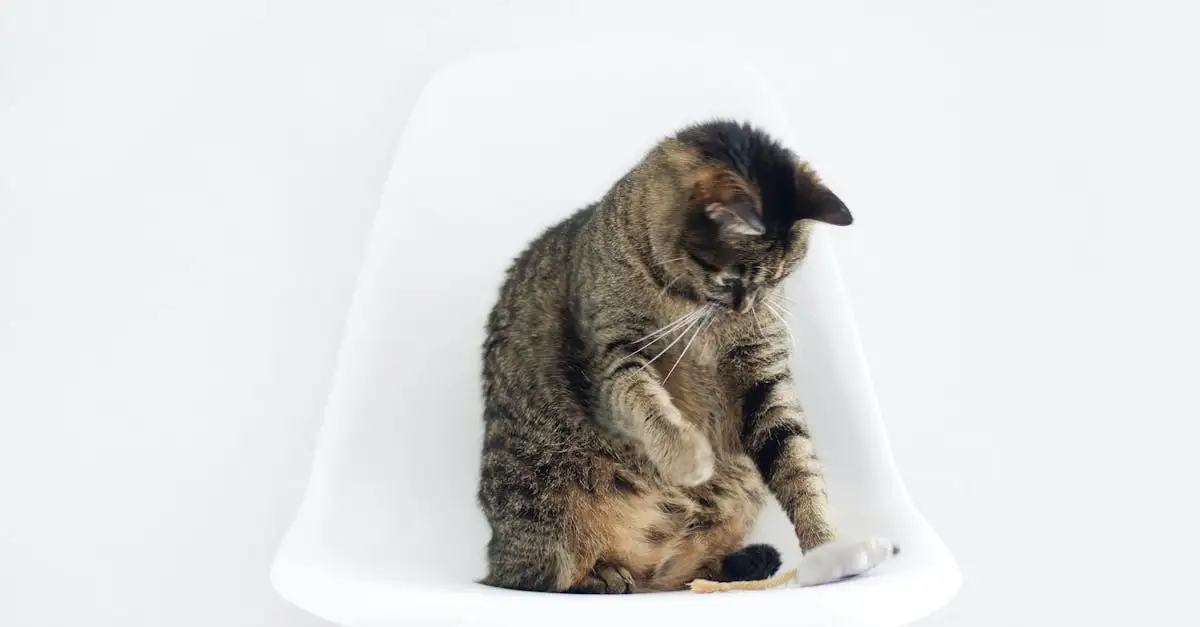 Pourquoi votre chat frotte-t-il sa tête ? Explications ici !