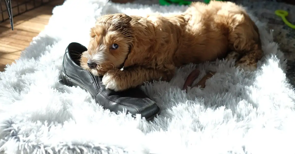 Quel chien correspond le mieux à votre personnalité ?