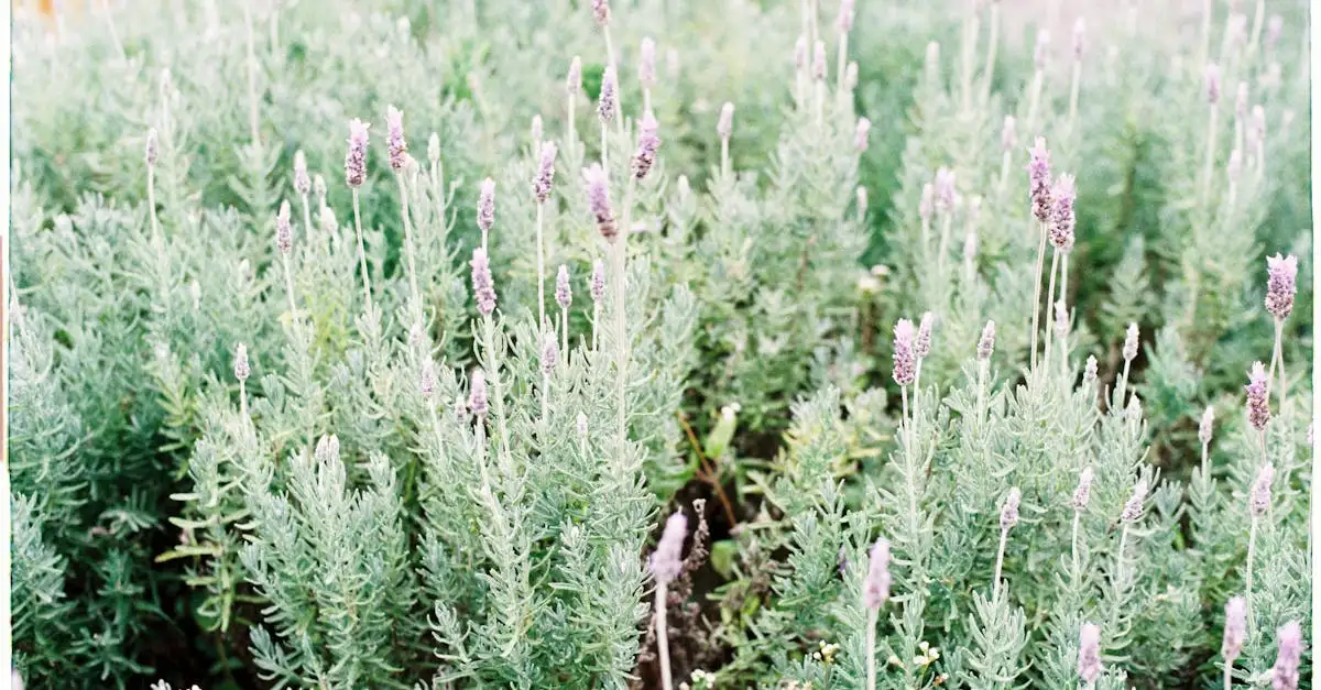 Quelles plantes associer avec la lavande pour un jardin parfait ?