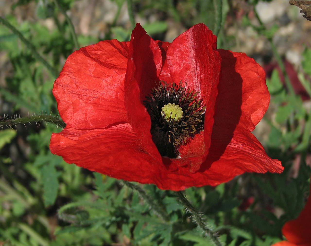 Couleur rouge vif : définition, symbolique et utilisations
