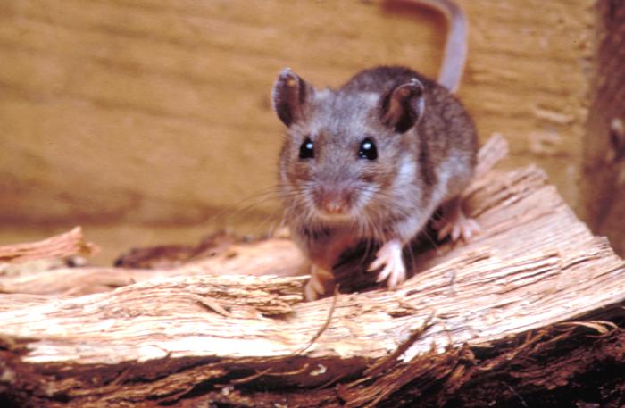 Hantavirus 2026 : foyer sur le MV Hondius, transmission, symptômes et prévention