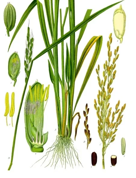 Riz