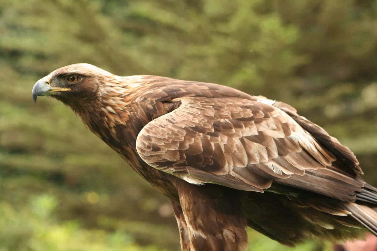 Aigle