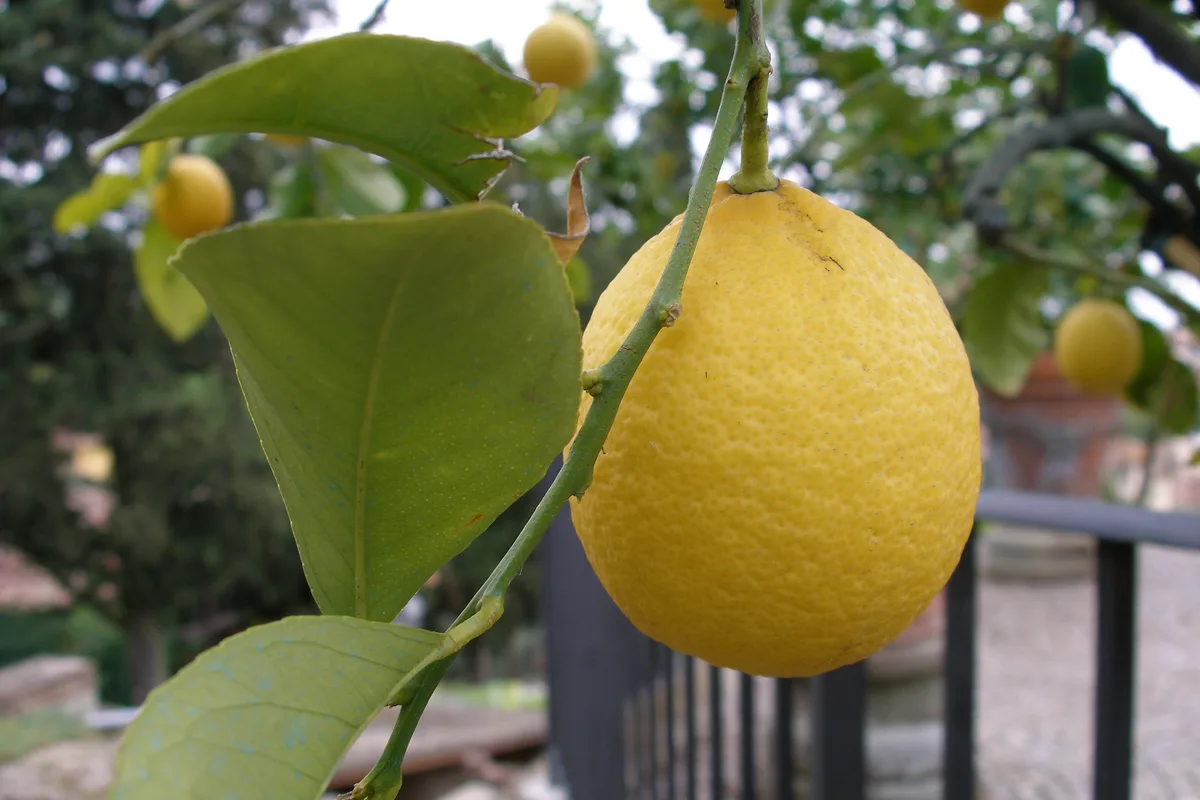 Citron