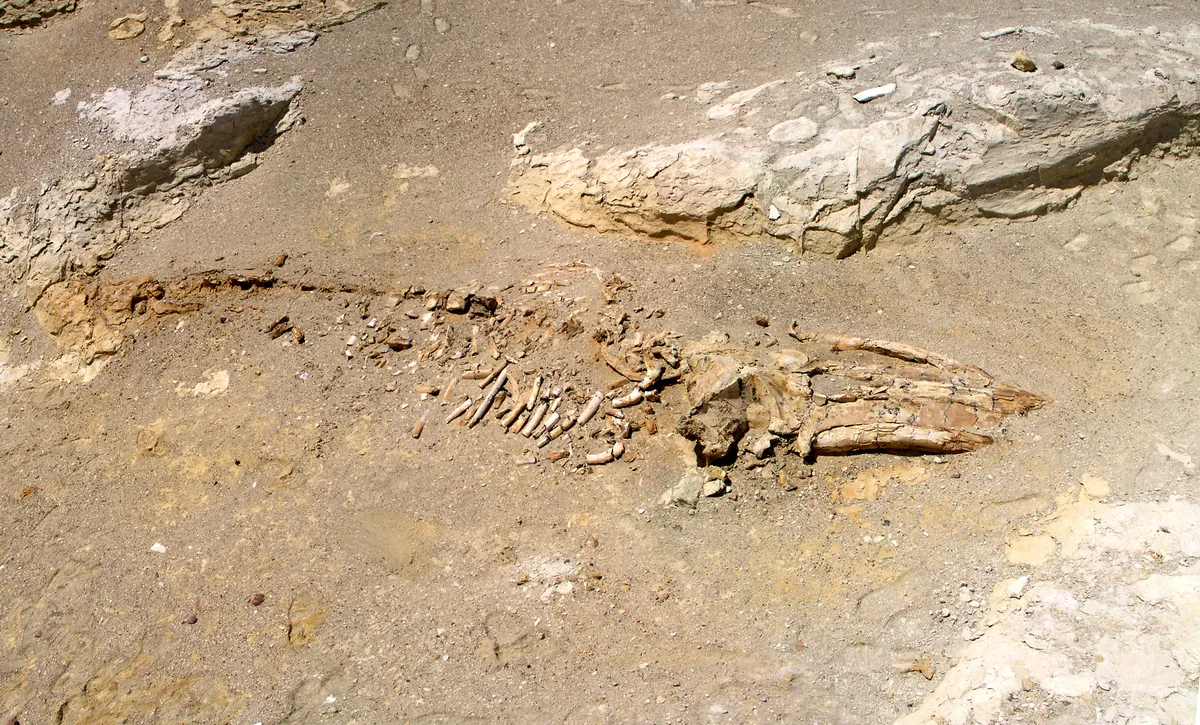 Fossile