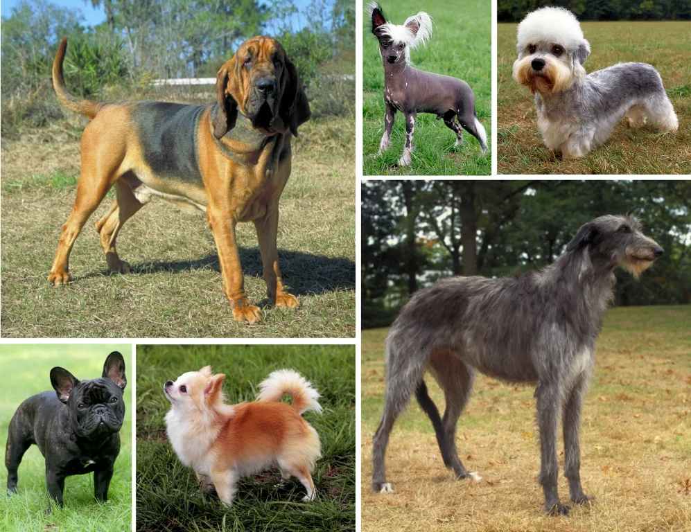 Race de chiens