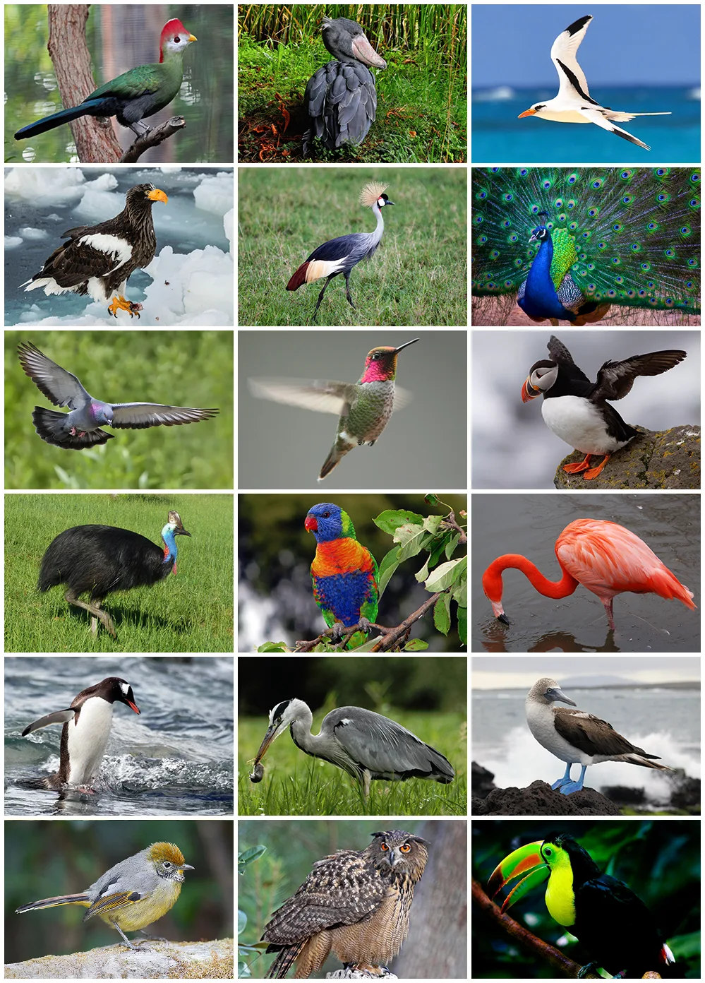 Oiseau